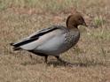 Chenonetta jubata (Australian Wood Duck).jpg